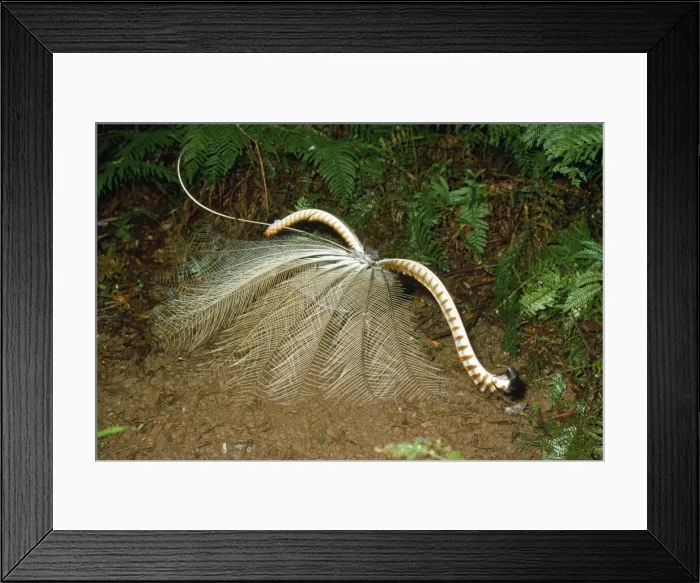 Framed Print : Superb Lyrebird - male in full display Framed Print : Superb Lyrebird - male in full display