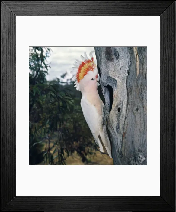 Framed Print : Major Mitchell's Cockatoo - with crest up Framed Print : Major Mitchell's Cockatoo - with crest up