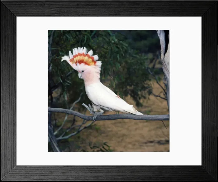Framed Print : Major Mitchell's Pink Cockatoo - female Australia Framed Print : Major Mitchell's Pink Cockatoo - female Australia