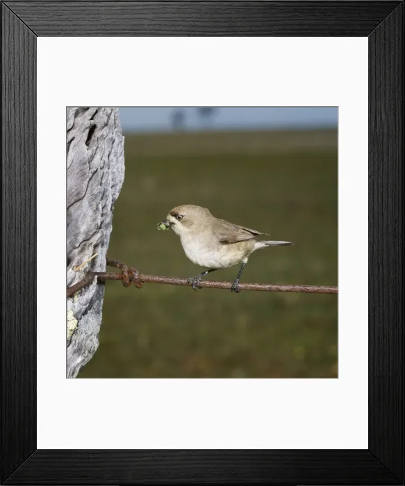 Framed Print : Southern Whitface Framed Print : Southern Whitface