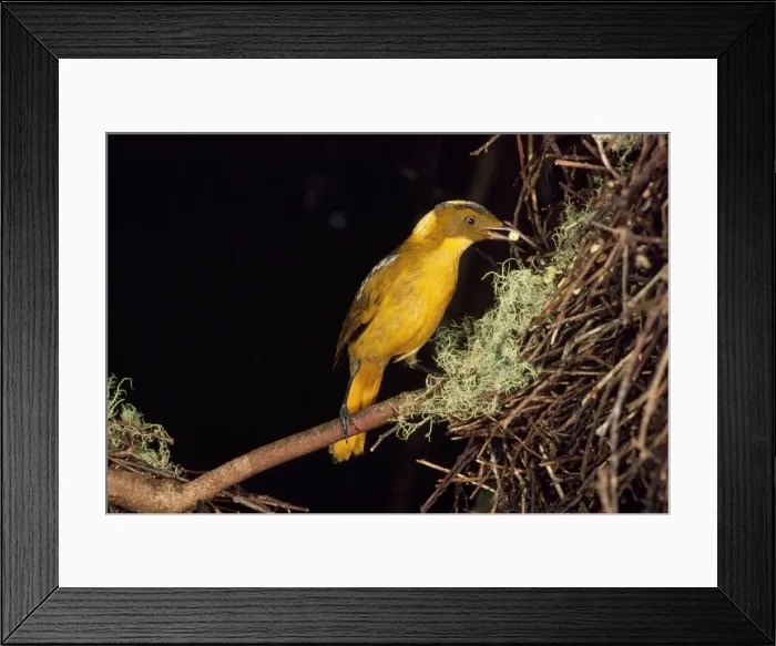 Framed Print : Golden Bowerbird - about to place fruit onto larder Mt Lewis North Queensland, Australia Framed Print : Golden Bowerbird - about to place fruit onto larder Mt Lewis North Queensland, Australia
