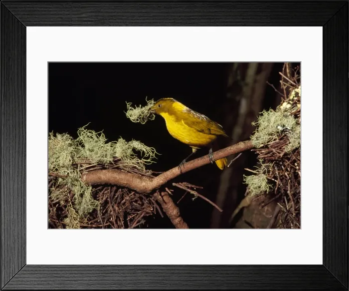 Framed Print : Golden Bowerbird - male Mount Lewis, Queensland, Australia Framed Print : Golden Bowerbird - male Mount Lewis, Queensland, Australia