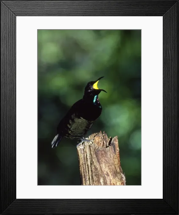 Framed Print : Bird of Paradise - Victoria's Rifelbird - male calling North Queensland, Australia Framed Print : Bird of Paradise - Victoria's Rifelbird - male calling North Queensland, Australia