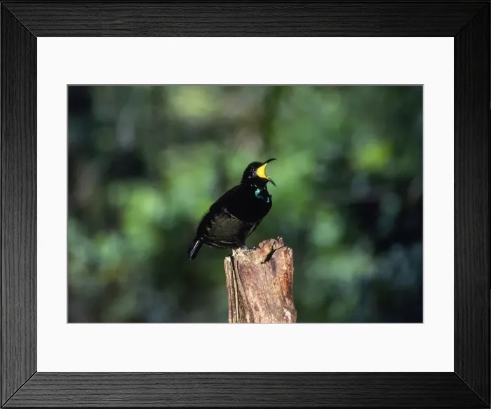 Framed Print : Bird of Paradise / Victorial Riflebird - male calling Queensland Australia Framed Print : Bird of Paradise / Victorial Riflebird - male calling Queensland Australia