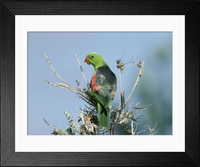 Framed Print : Red-Winged Parrot - Male feeding on Grevillea Seeds