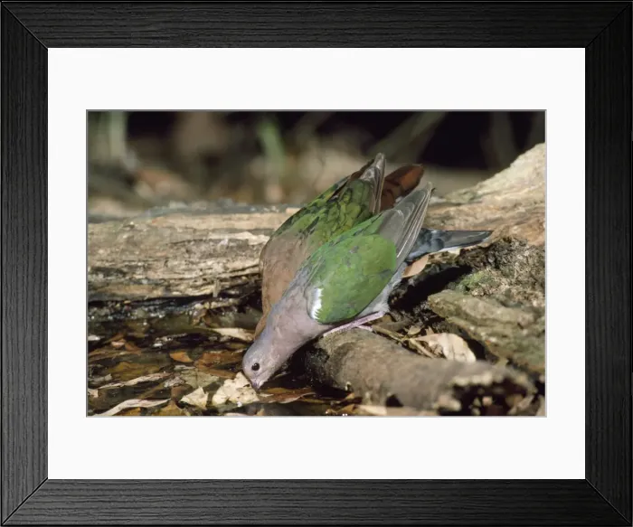 Framed Print : Emerald Dove - pair, male in front. Queensland, Australia
