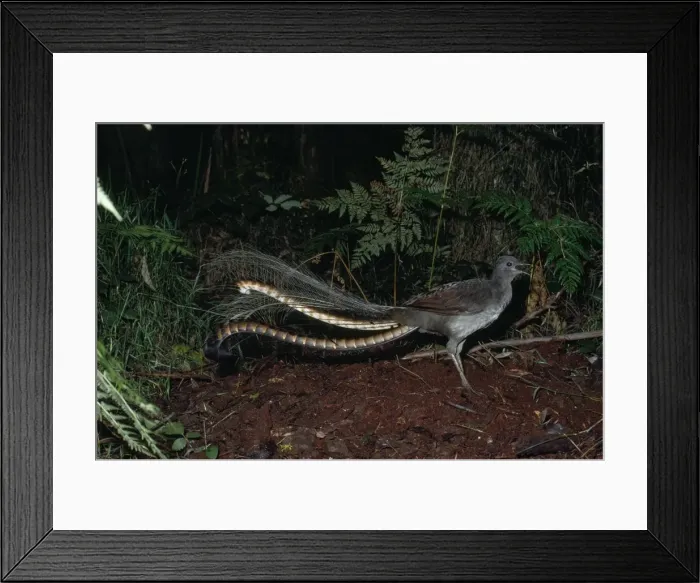 Framed Print : Superb Lyrebird - male, calling on mound Australia Framed Print : Superb Lyrebird - male, calling on mound Australia