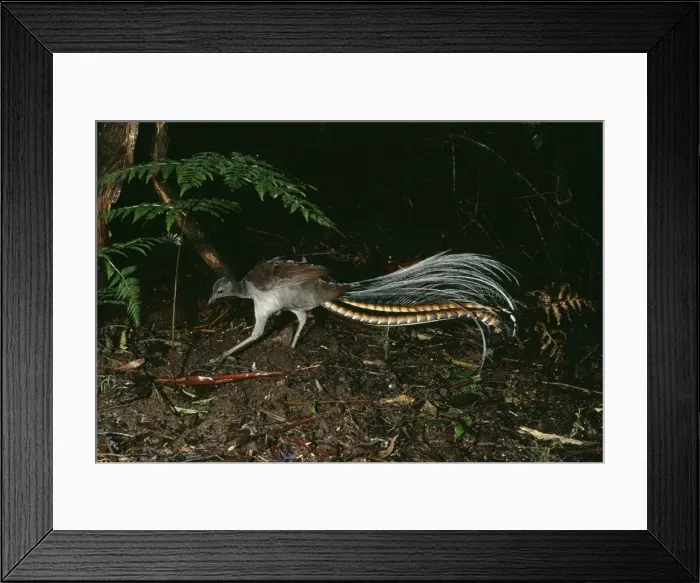 Framed Print : Superb Lyrebird HB 2948 Australia Menura novaehollandiae © Hans & Judy Beste / ardea. com Framed Print : Superb Lyrebird HB 2948 Australia Menura novaehollandiae © Hans & Judy Beste / ardea. com