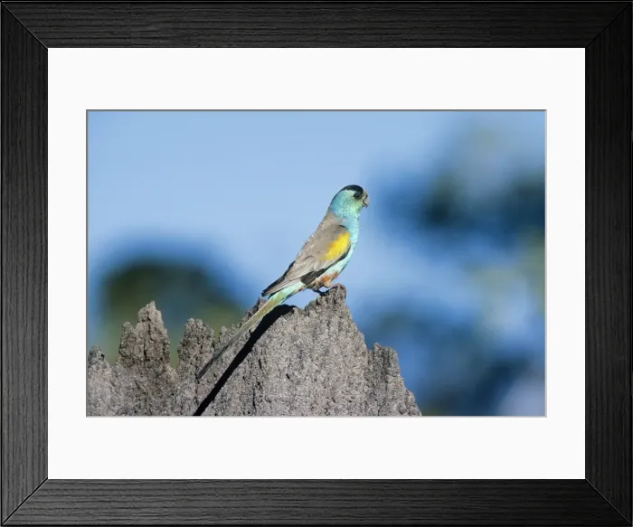 Framed Print : Golden Shouldered Parrot - male, on termite mound Framed Print : Golden Shouldered Parrot - male, on termite mound