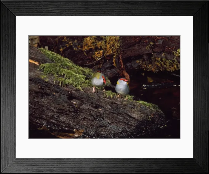 Framed Print : Red-browned Firetail / Red-browned Finch - pair for the year formerly: Aegintha temporalis & Emblema temporalis Framed Print : Red-browned Firetail / Red-browned Finch - pair for the year formerly: Aegintha temporalis & Emblema temporalis