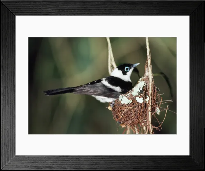 Framed Print : Pied Flycatcher / Monarch - male on nest in rainforest North Queensland Australia Framed Print : Pied Flycatcher / Monarch - male on nest in rainforest North Queensland Australia
