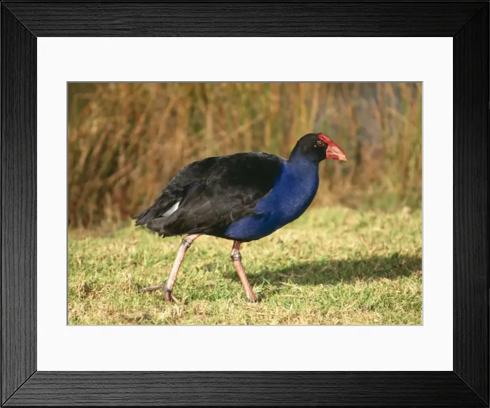 Framed Print : Purple Swamphen Distribution: Africa, Europe, asia to Australia Framed Print : Purple Swamphen Distribution: Africa, Europe, asia to Australia