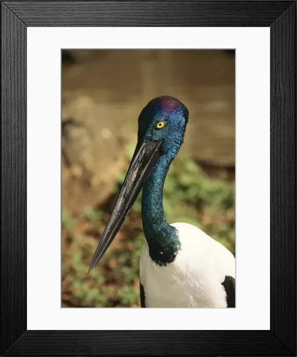 Framed Print : Black-necked Stork Showing head & neck colours. Also note:Yellow eye of female. Distribution: South East Asiato Australia Framed Print : Black-necked Stork Showing head & neck colours. Also note:Yellow eye of female. Distribution: South East Asiato Australia