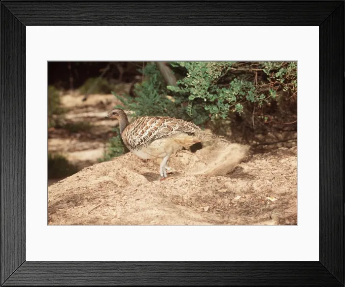 Framed Print : Malleefowl An incubator bird or megapode. Raking nesting mount. Little Destert, Victoria, Australia