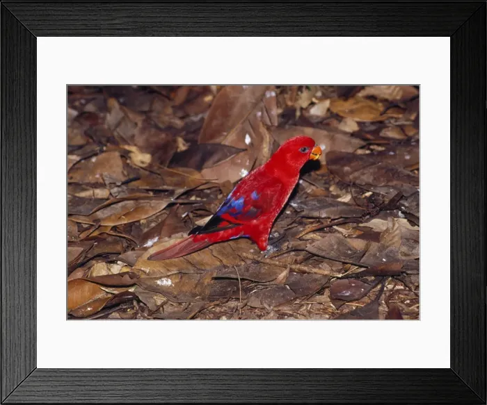 Framed Print : Red Lory - feeding on rainforest floor Distribution: Indonesian Islands, Seram, Buru, Kai Framed Print : Red Lory - feeding on rainforest floor Distribution: Indonesian Islands, Seram, Buru, Kai