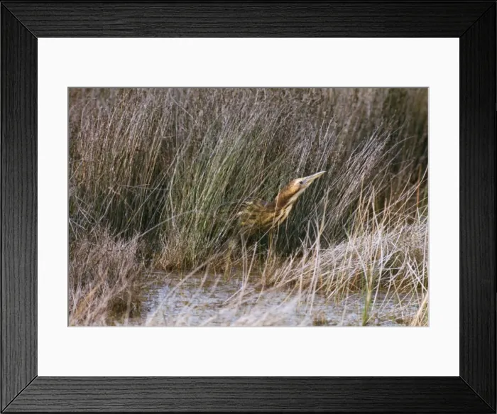 Framed Print : Brown Bittern Australia Framed Print : Brown Bittern Australia