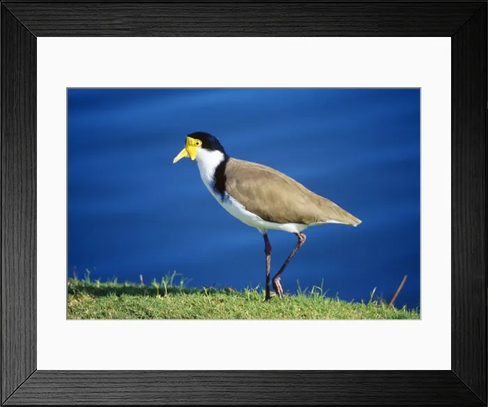 Framed Print : Masked Lapwing - formerly known as the Spurwinged Plover Fam: novaehollandiae Framed Print : Masked Lapwing - formerly known as the Spurwinged Plover Fam: novaehollandiae