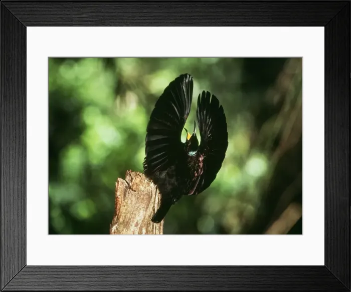 Framed Print : Bird of Paradise / Victorial Riflebird - male, side on display of 110˚ Framed Print : Bird of Paradise / Victorial Riflebird - male, side on display of 110˚