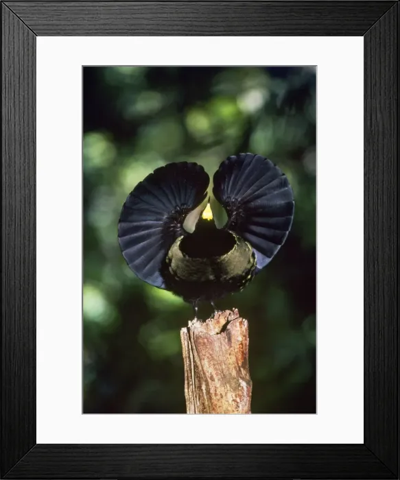 Framed Print : Bird of Paradise - Victoria Riflebird, male in front on display. North Queensland, Australia Framed Print : Bird of Paradise - Victoria Riflebird, male in front on display. North Queensland, Australia