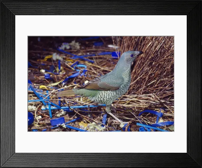 Framed Print : Satn Bowerbird - female inspecting male's bower Framed Print : Satn Bowerbird - female inspecting male's bower