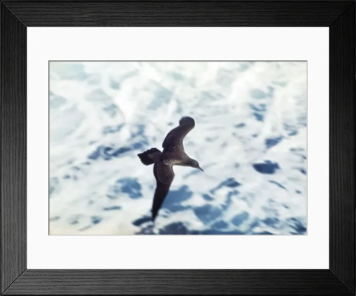 Framed Print : Wedge-tailed Shearwater Framed Print : Wedge-tailed Shearwater