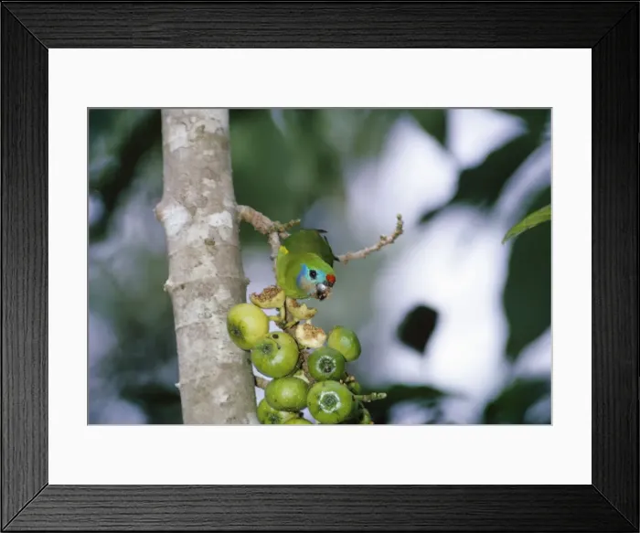 Framed Print : Fig Parrot - feeding on figs Framed Print : Fig Parrot - feeding on figs