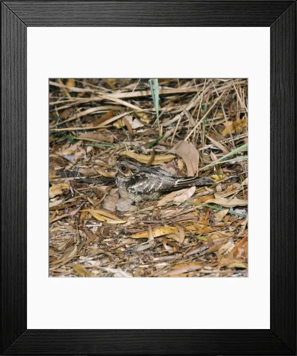 Framed Print : Large-tailed Nightjar - with chicks Australia
