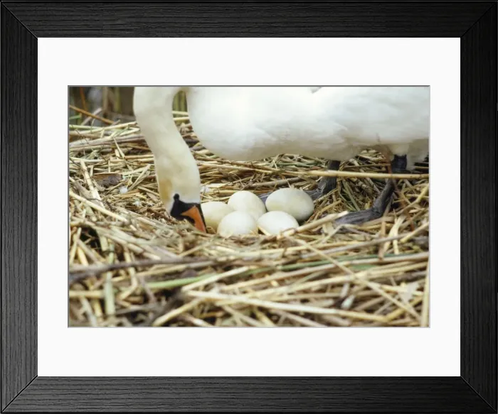 Framed Print : Mute Swan - turning eggs Framed Print : Mute Swan - turning eggs
