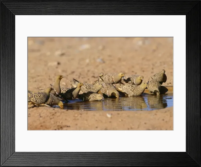 Framed Print : Namaqua Sandgrouse Namibia, Africa Framed Print : Namaqua Sandgrouse Namibia, Africa
