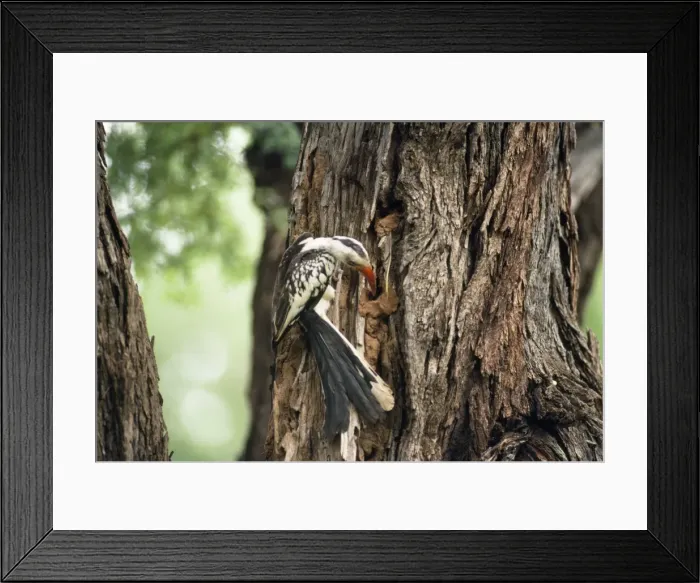 Framed Print : Red-billed Hornbill - closing up nesy hole with female inside Framed Print : Red-billed Hornbill - closing up nesy hole with female inside