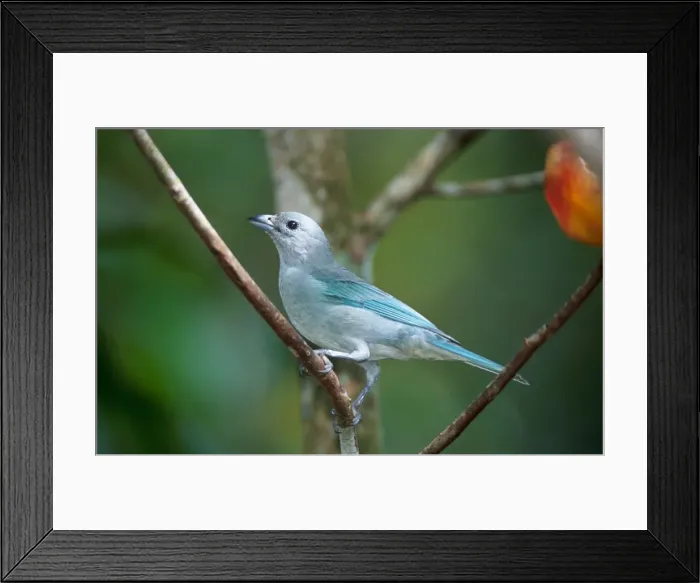 Framed Print : Leontopithecus chrysomelas Framed Print : Leontopithecus chrysomelas