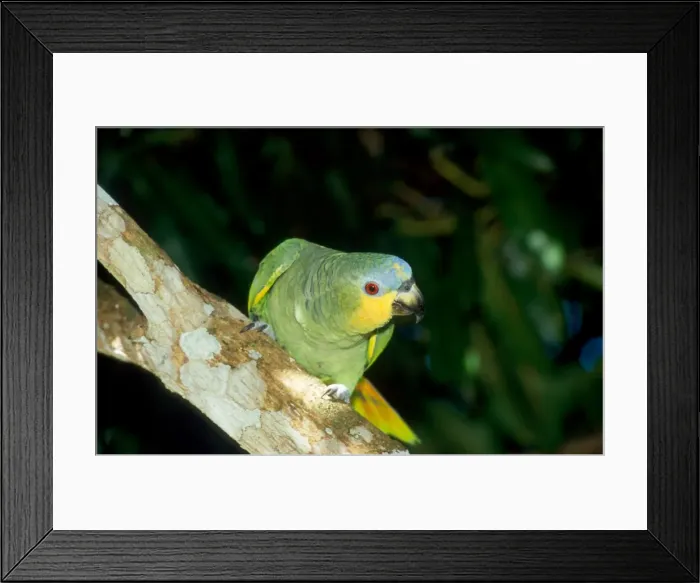 Framed Print : Callithrix kubli Framed Print : Callithrix kubli