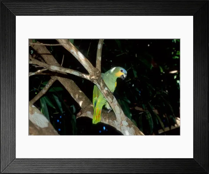 Framed Print : Leontopithecus chrysomelas Framed Print : Leontopithecus chrysomelas