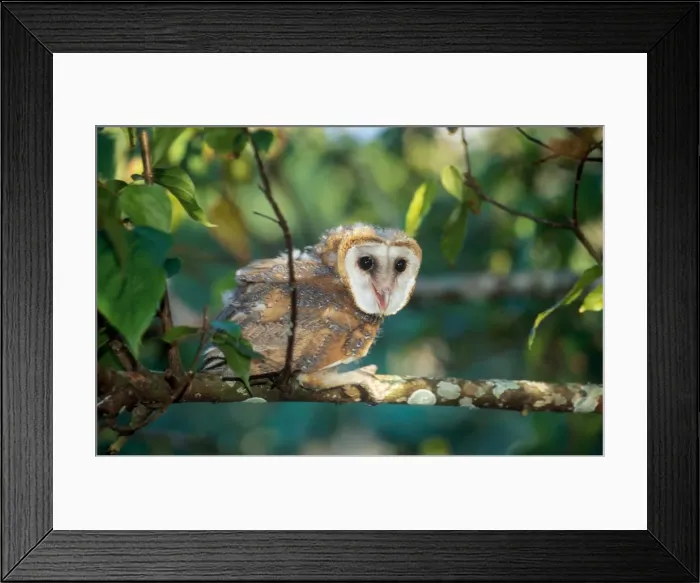 Framed Print : Callithrix kubli Framed Print : Callithrix kubli