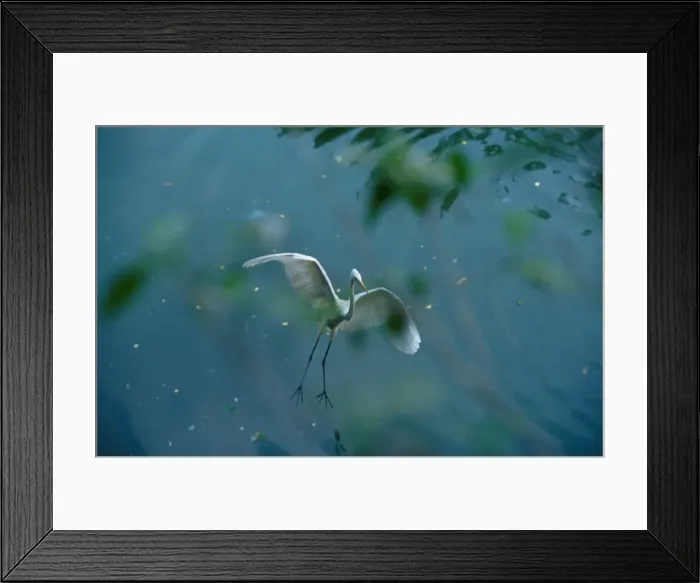Framed Print : Callithrix kubli Framed Print : Callithrix kubli