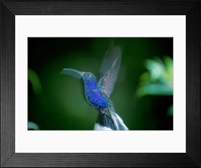 Framed Print : Callithrix kubli