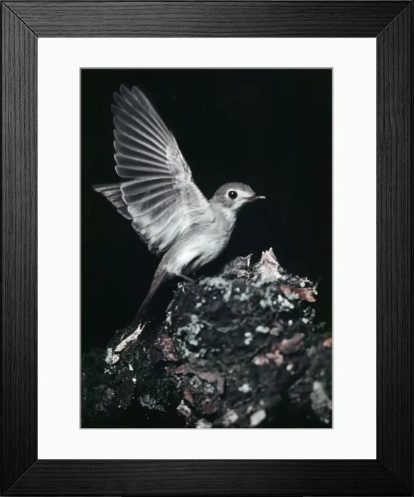 Framed Print : Asian Brown Flycatcher - photogaraphed in Russia. Breads in Japan, Eastern Siberia & the Himalayas Framed Print : Asian Brown Flycatcher - photogaraphed in Russia. Breads in Japan, Eastern Siberia & the Himalayas