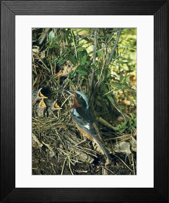 Framed Print : White-throated Rock-thrush - at nest with young Framed Print : White-throated Rock-thrush - at nest with young