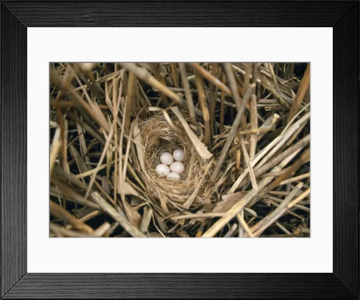 Framed Print : Bearded-tit - nest with eggs Framed Print : Bearded-tit - nest with eggs