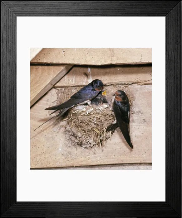 Framed Print : Swallow - parents at nest with young Framed Print : Swallow - parents at nest with young