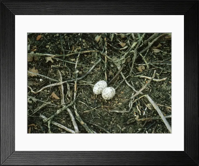 Framed Print : Nightjar - nest with 2 eggs Framed Print : Nightjar - nest with 2 eggs