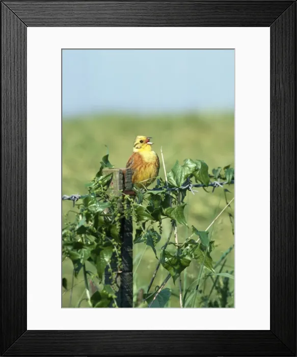 Framed Print : Yellowhammer - singing Framed Print : Yellowhammer - singing