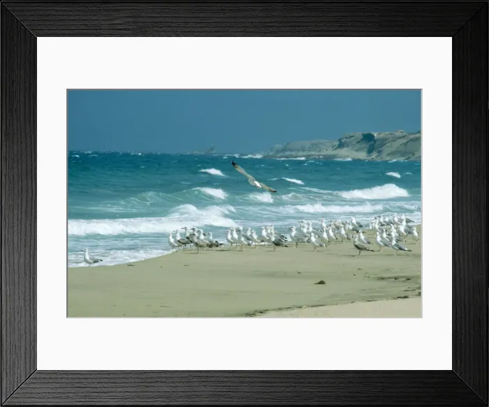 Framed Print : Yellow-legged Gull Framed Print : Yellow-legged Gull