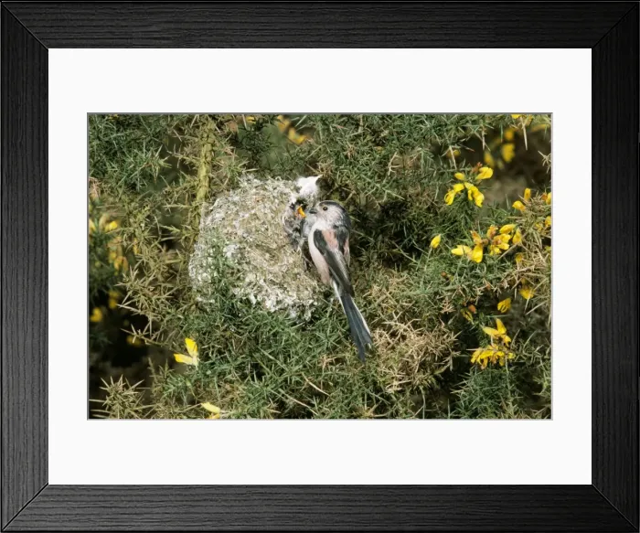 Framed Print : Long-tailed Tit - at nest feeding young Framed Print : Long-tailed Tit - at nest feeding young