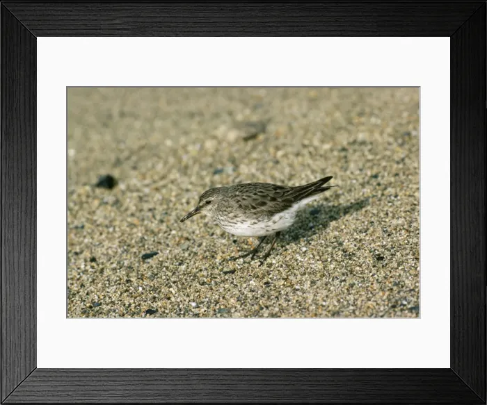 Framed Print : White-rumped Sandpiper