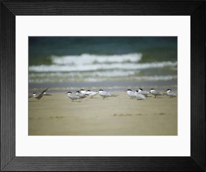 Framed Print : Common Terns - with 2 Roseate Terns Framed Print : Common Terns - with 2 Roseate Terns