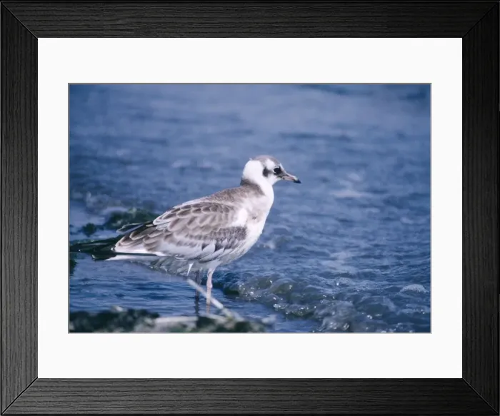 Framed Print : Black-headed Gull - young at water's edge Framed Print : Black-headed Gull - young at water's edge