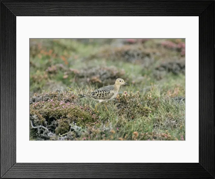 Framed Print : Buff-breasted Sandpiper Framed Print : Buff-breasted Sandpiper