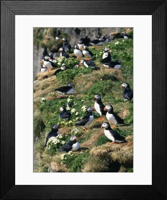 Framed Print : Puffin. JD-11971. PUFFINS ON GRASS WITH FLOWERS Framed Print : Puffin. JD-11971. PUFFINS ON GRASS WITH FLOWERS