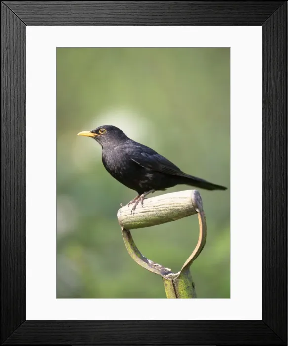 Framed Print : Blackbird. JD-13153. BLACKBIRD - ON SPADE HANDLE Framed Print : Blackbird. JD-13153. BLACKBIRD - ON SPADE HANDLE